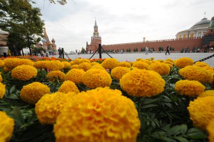 Москва. Ковер из живых цветов  на Красной площади во время проведения фестиваля цветов в ГУМе.