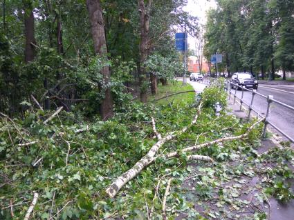 Москва. Поваленные во время урагана деревья в Петровском парке.