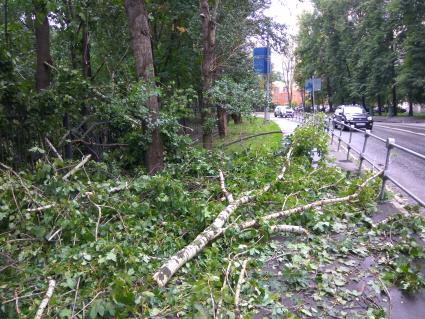 Москва.   Поваленные во время урагана деревья в Петровском парке.