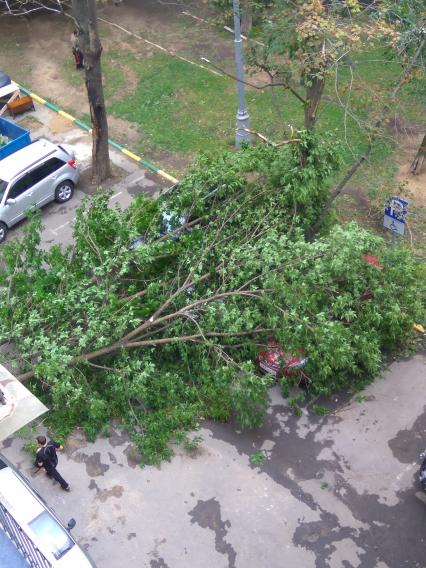 Москва.  Автомобили, пострадавшие от поваленных во время урагана деревьев.