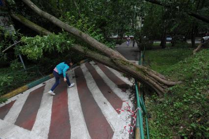 Москва.  Сломанное ураганом дерево перегородило улицу.