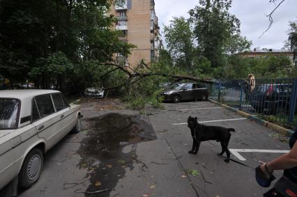 Москва.   Машины, на которые  упали сломанные ураганом ветки деревьев.