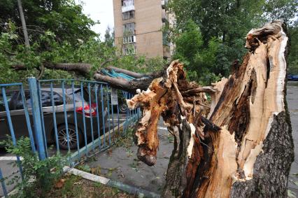 Москва.   Машина, на которую  упали сломанные ураганом деревья.