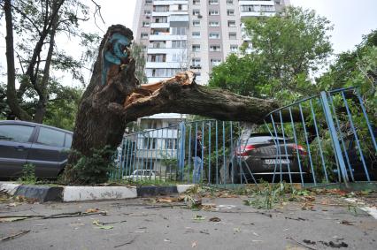 Москва.   Машина, на которую  упало сломанное ураганом дерево.