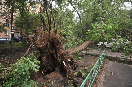 Москва.  Последствия урагана в городе.