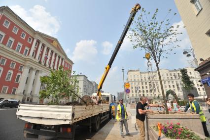 Москва. Высаживание деревьев на Тверской улице.