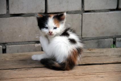 Нижний Новгород. Котенок на улице.