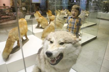 Москва. Мальчик осматривает экспозицию в Дарвиновском музее.