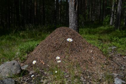 Республика Карелия.  Муравейник в лесу.