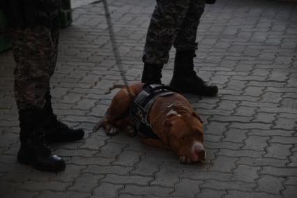 Бразилия, Рио-де-Жанейро. Военнослужащие бразильской армии со служебной собакой во время патрулирования на  церемонии открытия XXXI летних Олимпийских игр.