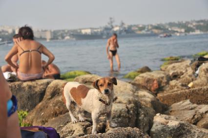 Крым, Севастополь. Отдыхающие на одном из пляжей города.