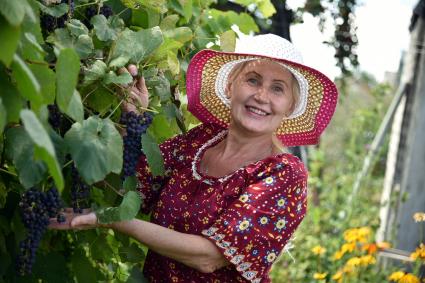 Новосибирск. Женщина собирает виноград.