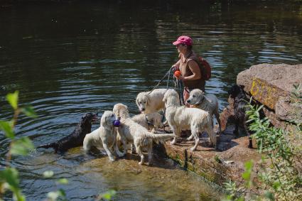 Челябинск. Женщина купает собак в пруду.