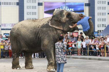 Барнаул.  На площади города искупали индийских слонов из Большого варшавского цирка.