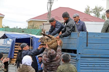 Уфа. Продажа баранов в канун исламского праздника Курбан-Байрам.