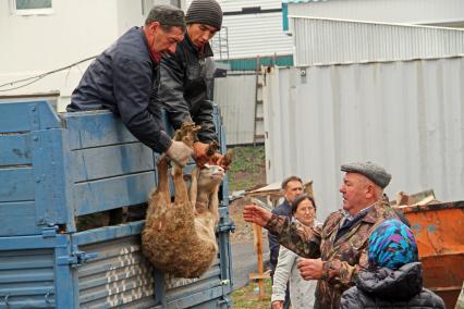 Уфа. Продажа баранов в канун исламского праздника Курбан-Байрам.