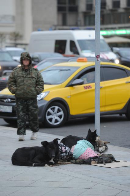 Москва.    Мужчина с собаками собирает деньги  на приют для животных на Тверской улице.