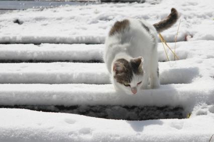 Барнаул.  Кошка на снегу.