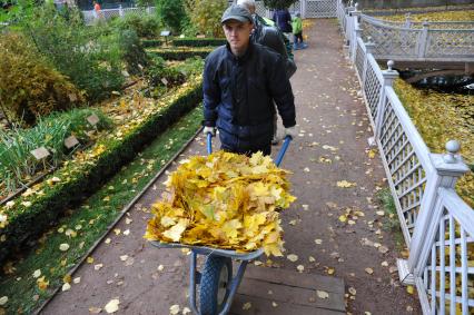 Москва. Работник  убирает опавшие листья в Ботаническом саду МГУ`Аптекарский огород`.