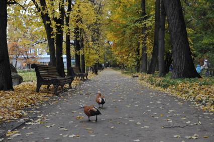 Москва.  Огари в Ботаническом саду МГУ`Аптекарский огород`.