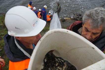 Свердловская область. Мальки толстолобика во время спуска в воду  Исетского водохранилища для восполнения популяции. Выпуск 70 тысяч мальков белого амура и толстолобика