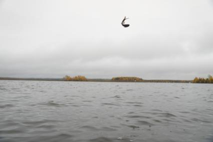 Свердловская область. Мальки толстолобика во время спуска в воду  Исетского водохранилища для восполнения популяции. Выпуск 70 тысяч мальков белого амура и толстолобика