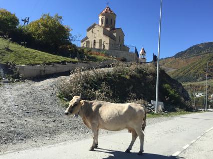 Тбилиси.  Корова на дороге.