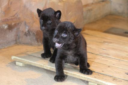 Нижний Новгород. Два черных котенка - мальчик и девочка, родившиеся  у ягуара Наоми  в зоопарке `Лимпопо`.