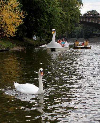 Чехия, Прага. Туристы катаются на катамаране в форме лебедя.