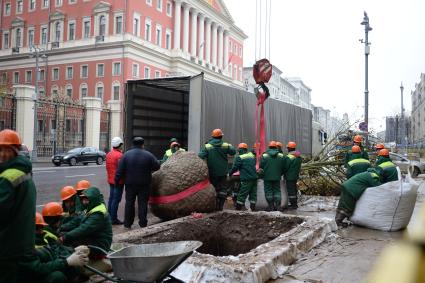 Москва. Высадка лип на Тверской улице.