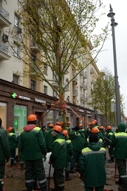 Москва. Высадка лип на Тверской улице.