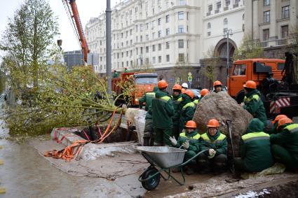 Москва. Высадка лип на Тверской улице.