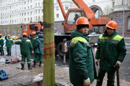 Москва. Высадка лип на Тверской улице.