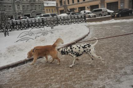 Москва.  Собаки гуляют на  Чистопрудном бульваре.