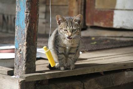 Нижний Новгород. Котенок на крыльце.