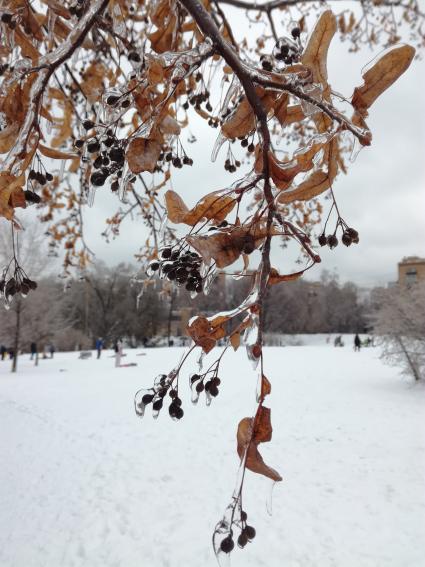 Москва. Последствия ледяного дождя.