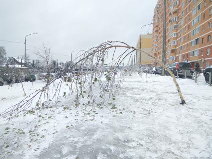 Москва. Последствия ледяного дождя.