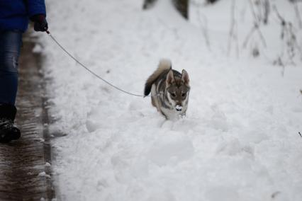 Ставрополь. Собака бежит по глубокому снегу.