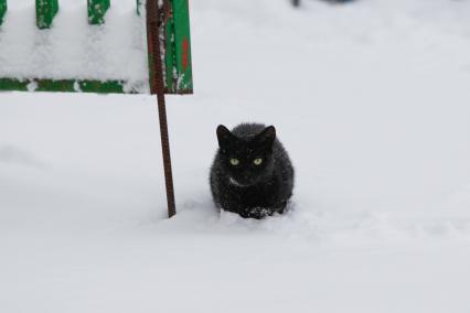 Ставрополь.  Черная кошка сидит на снегу.