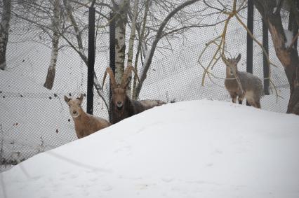 Московская область, п. Сычево. Голубые бараны в Центре воспроизводства редких видов животных Московского зоопарка.