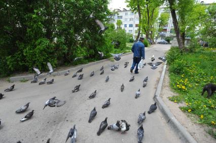 Калуга.   Голуби на одной из улиц города.