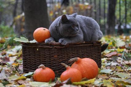 Казань. Кот британской короткошерстной породы  сидит рядом с тыквами.