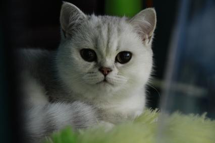 Иркутск. Кошка на выставке кошек.