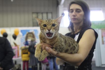 Иркутск.    Кошка бенгальской породы на выставке кошек.