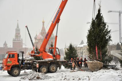 Москва.   Высадка деревьев на территории парка `Зарядье` на месте снесенной гостиницы `Россия`.