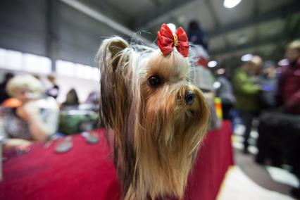 Ставрополь.  Собака породы йоркширский терьер на Международной выставке собак.