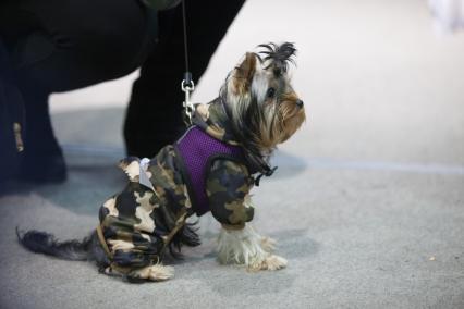 Ставрополь.  Собака породы йоркширский терьер на Международной выставке собак.