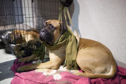 Ставрополь.   Собака породы бульмастиф на Международной выставке собак.