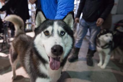Ставрополь.   Собака породы хаски  на Международной выставке собак.