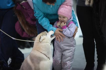 Ставрополь. Девочка и собака породы маламут на Международной выставке собак.